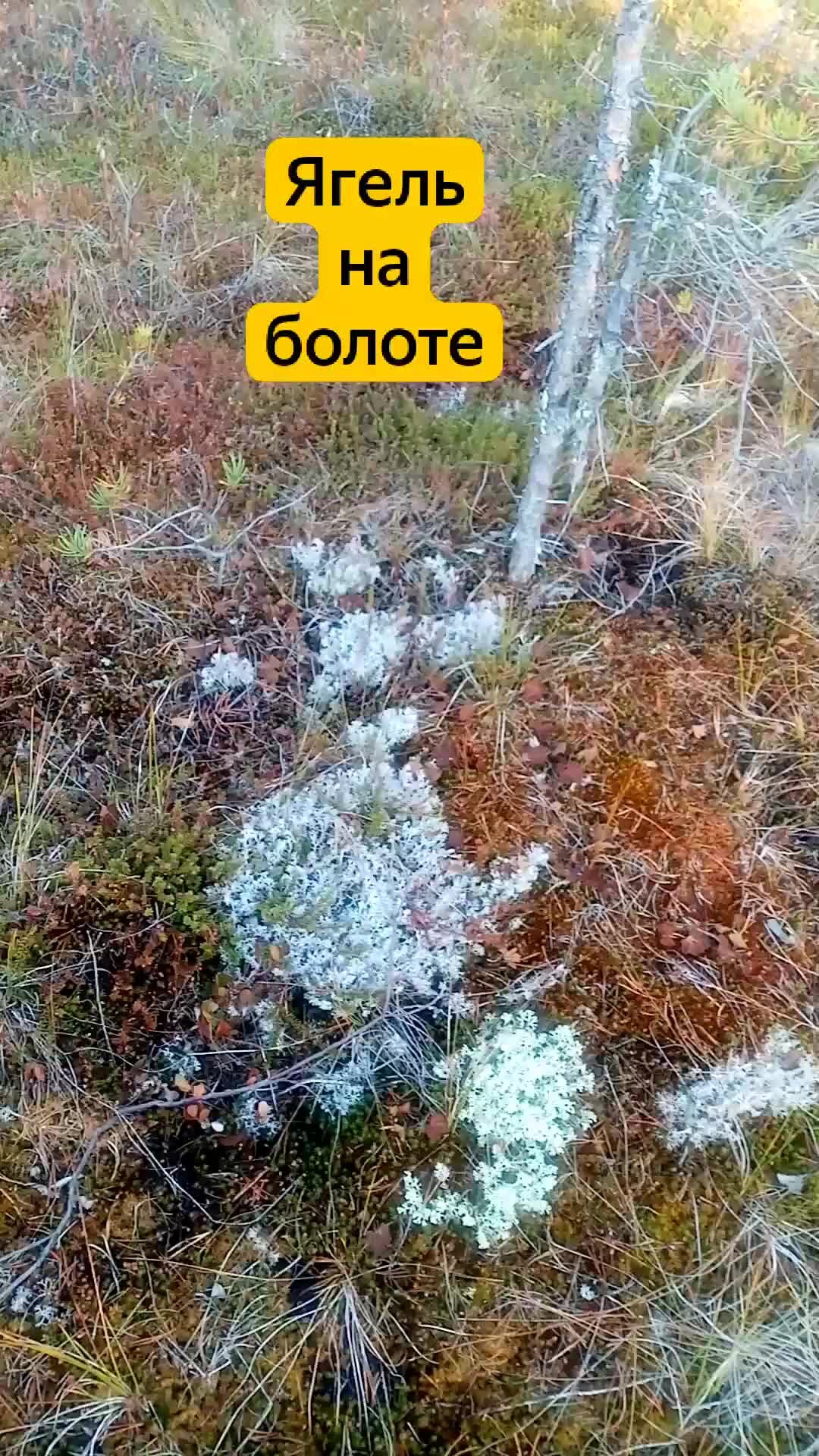 Болотные кочки картинки
