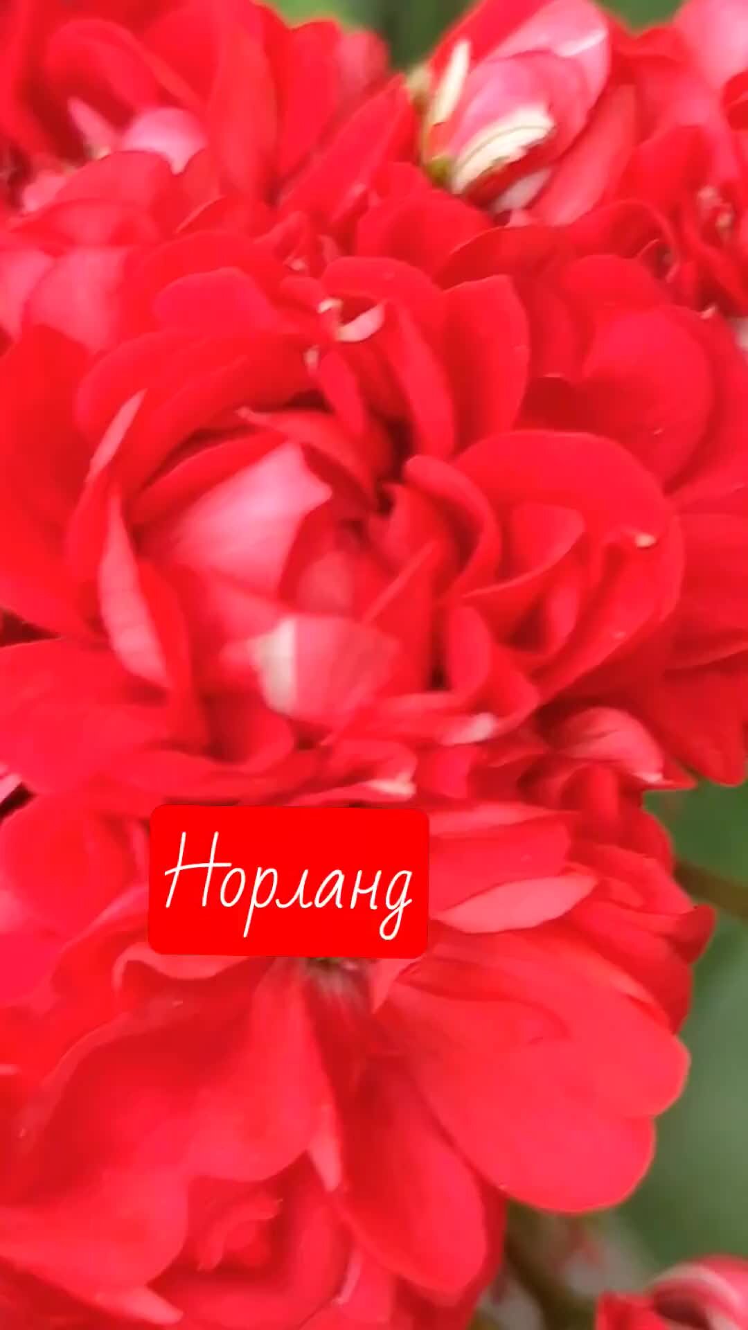 Norrland пеларгония