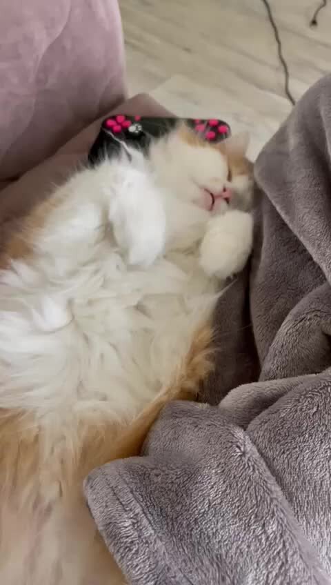 Спящий кот картинки