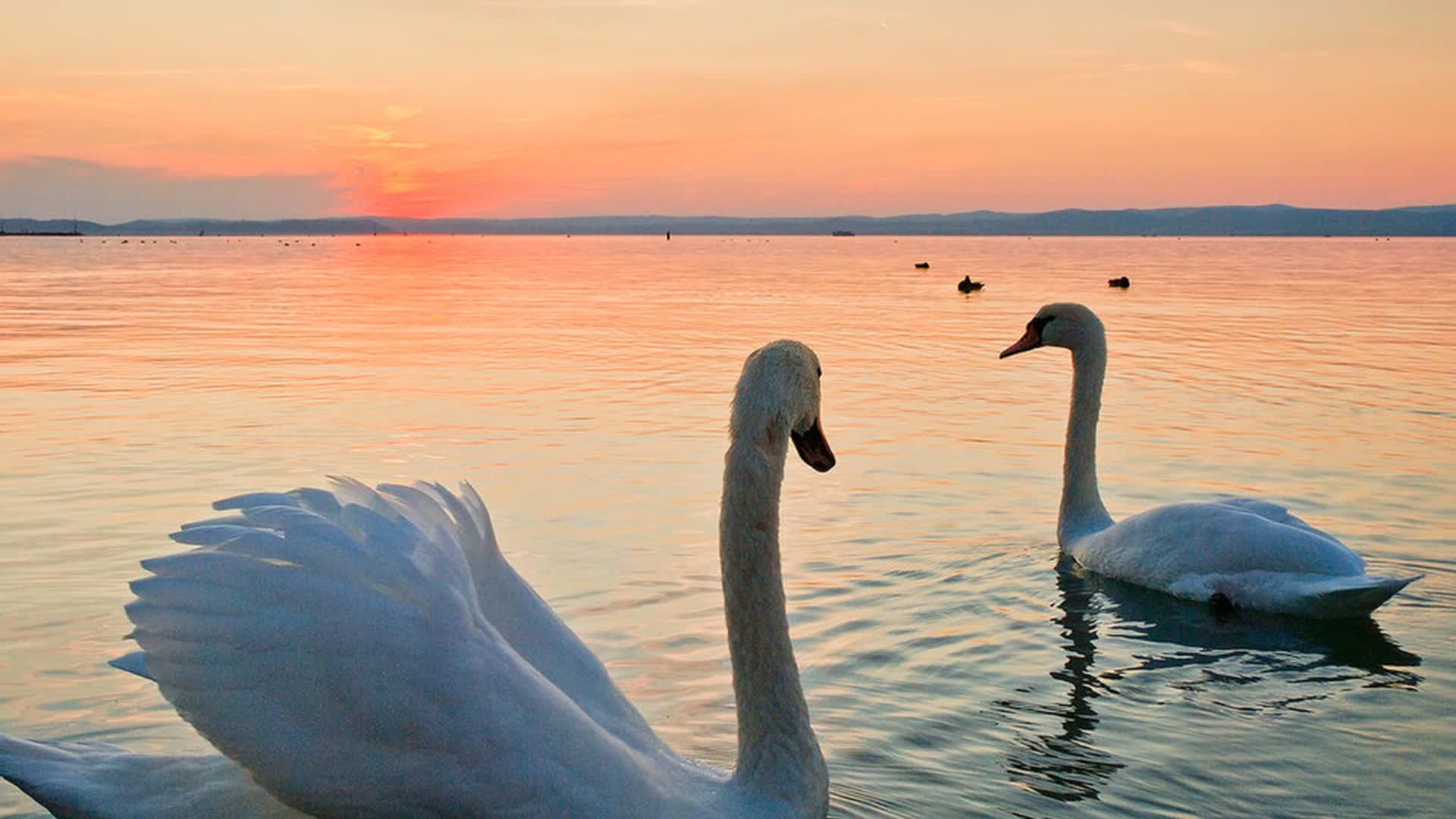 Лебеди летели морем. Балатон лебеди. Лебеди на море. Лебеди на озере. Пара лебедей.