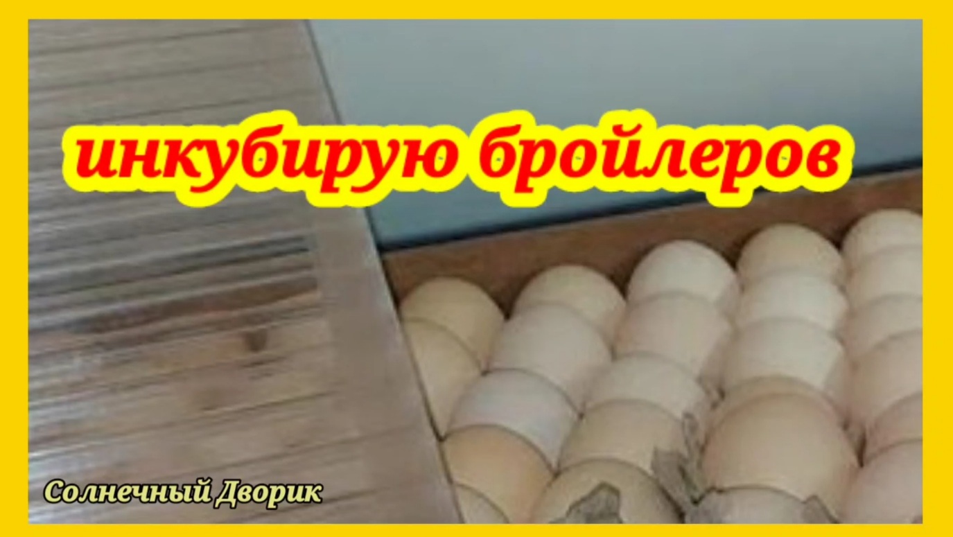 Прогрев яиц. Тарелка разогревающая яйца. Как выводить цыплят в инкубаторе. Прогрев яиц. Яйца в кастрюле.