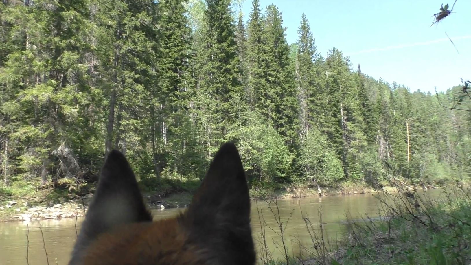 Taiga camper. Охота и рыбалка в тайге коми. Тайга фото. Бай тайга в саянах. Интересные растения тайги.