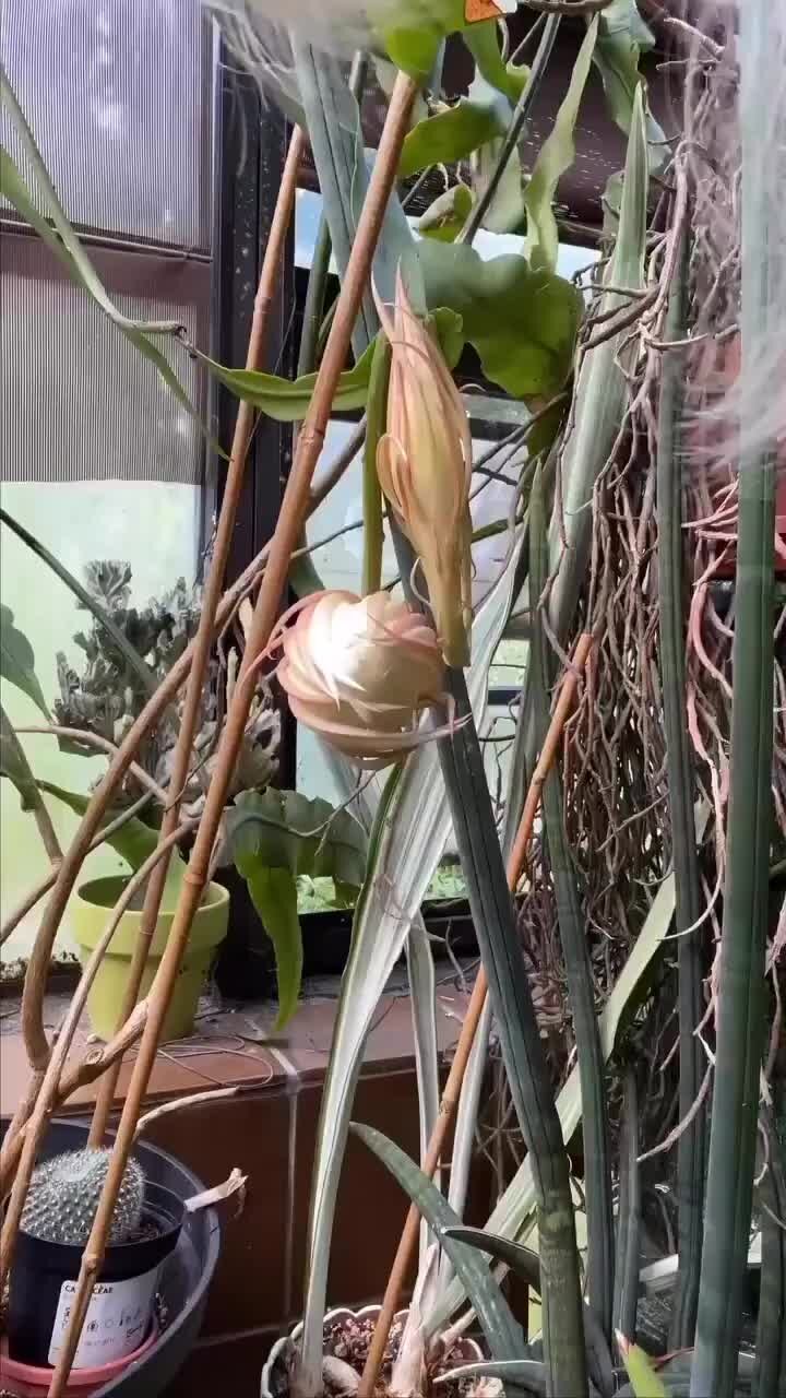 INFOX.ru | Невероятный цветок "Королева ночи" | Дзен