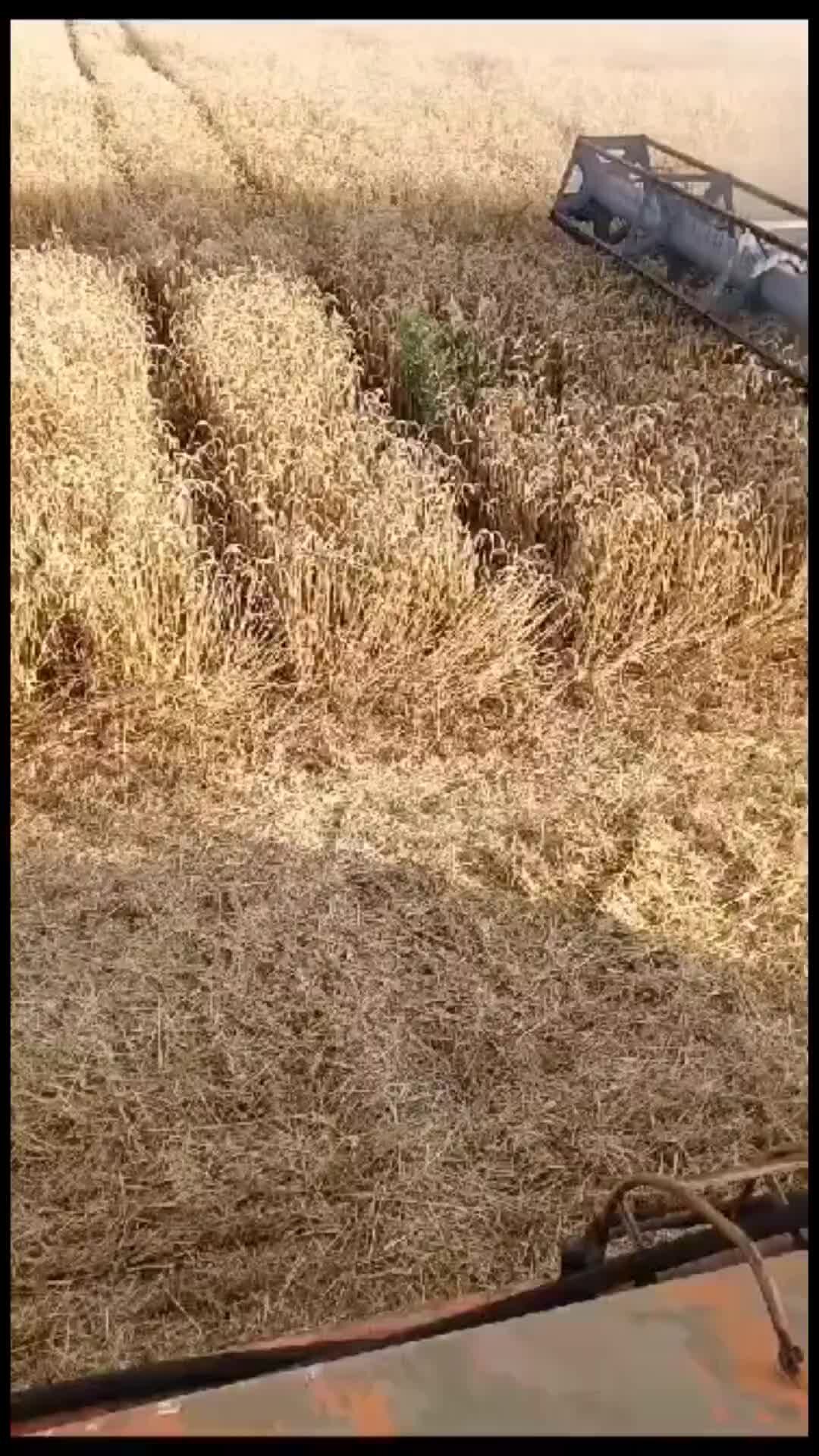 хлебороб. урожай зерновых на украине. жатва 2023. картинки слава хлеборобам. урожай 2023.