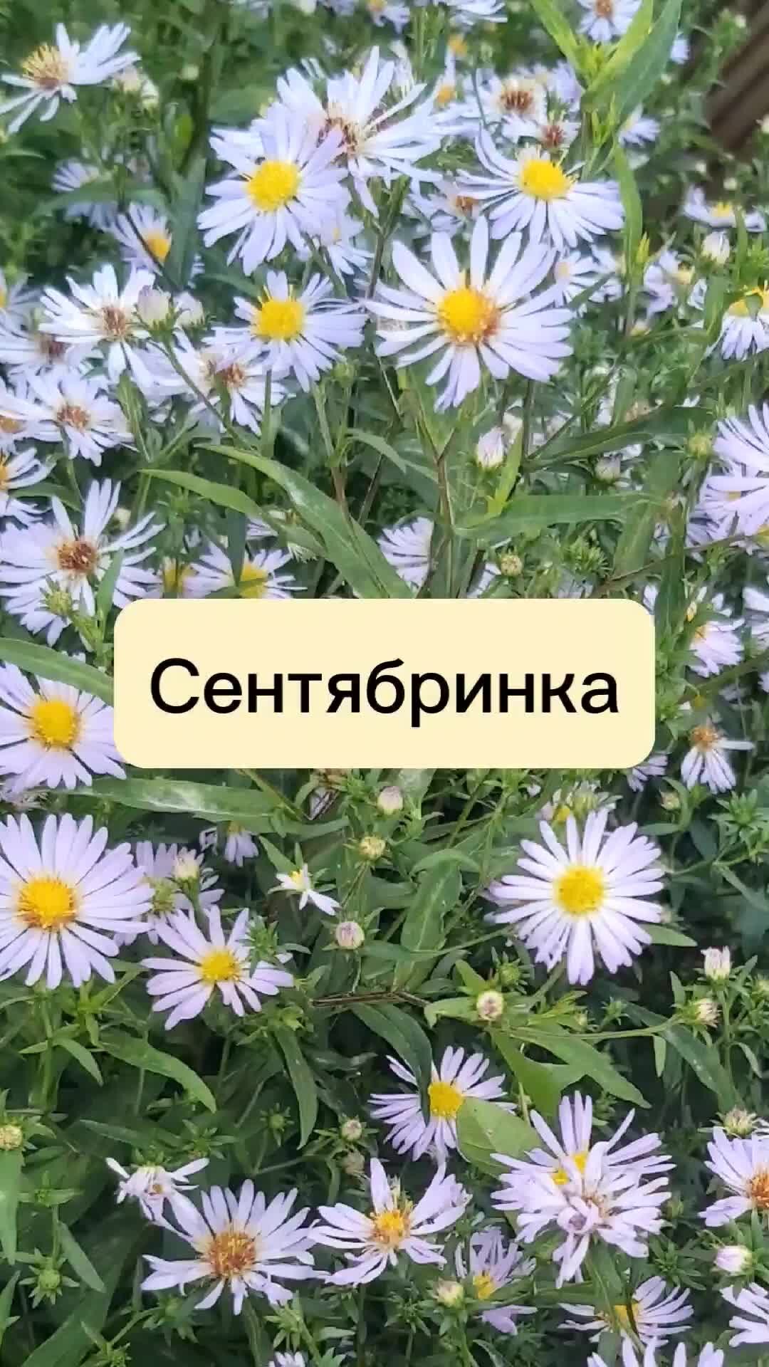 Астра Ромашковая Aster amellus