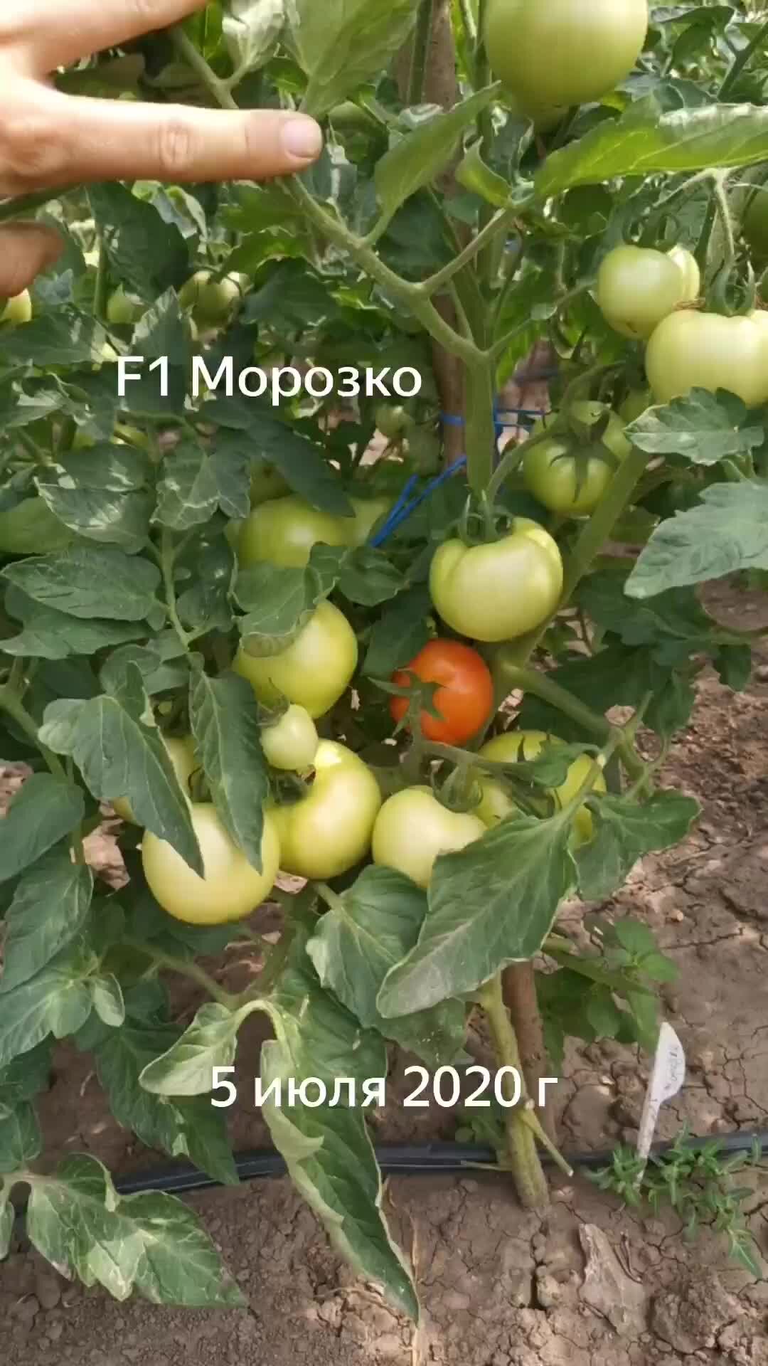 Огородник из Рязани | Видео из архива. Томат 