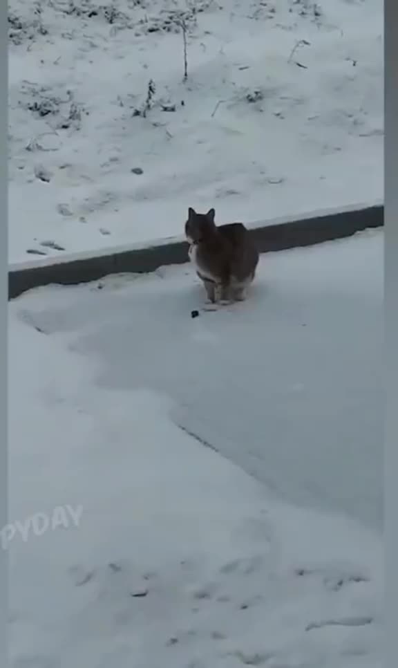 Смешное видео 1 января