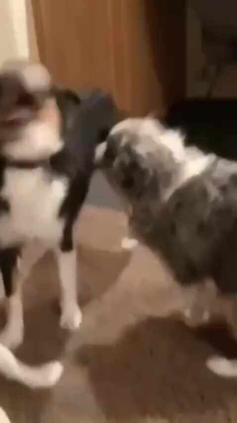 Собака зажигает. Танцующий пес gif. Собака танцует с хозяином. Собака зажигает. Собака танцует мамбо.