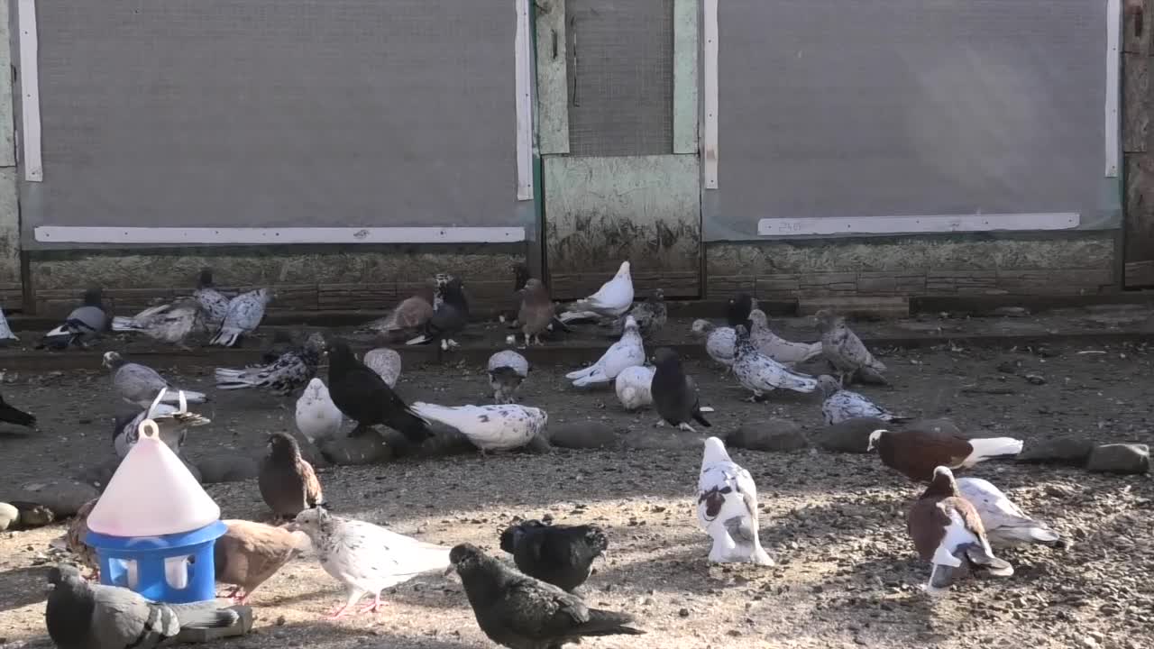 голуби астрахани. николаевские голуби в астрахани. астраханские голуби синие. бойные голуби астрахани. горлица астраханский.