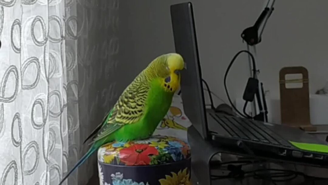 Говорящий попугай. Говорящие попугаи. Говорящий попугай видео. Говорящий попугай Омск. Говорящий попугай ответы