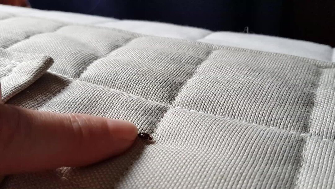 Как размножается один клоп? И как много клопов будет в доме через ...