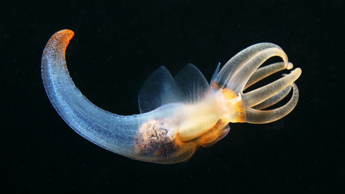 Моллюск ангел. Морской ангел (моллюск). Clione limacina - глубоководный моллюск.. Крылоногие моллюски. Морской ангел белое море.