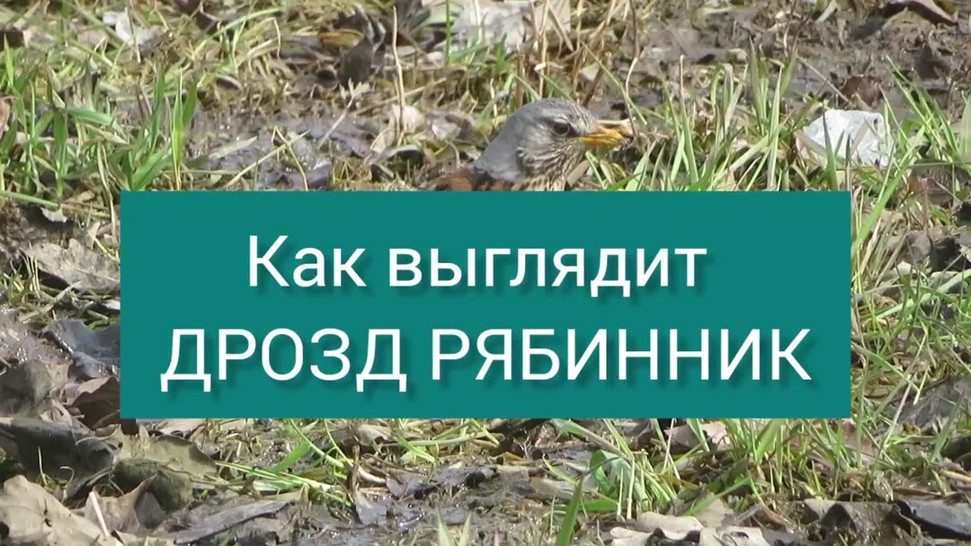 Дрозд-рябинник 2019 Алексей Школдин ВКонтакте