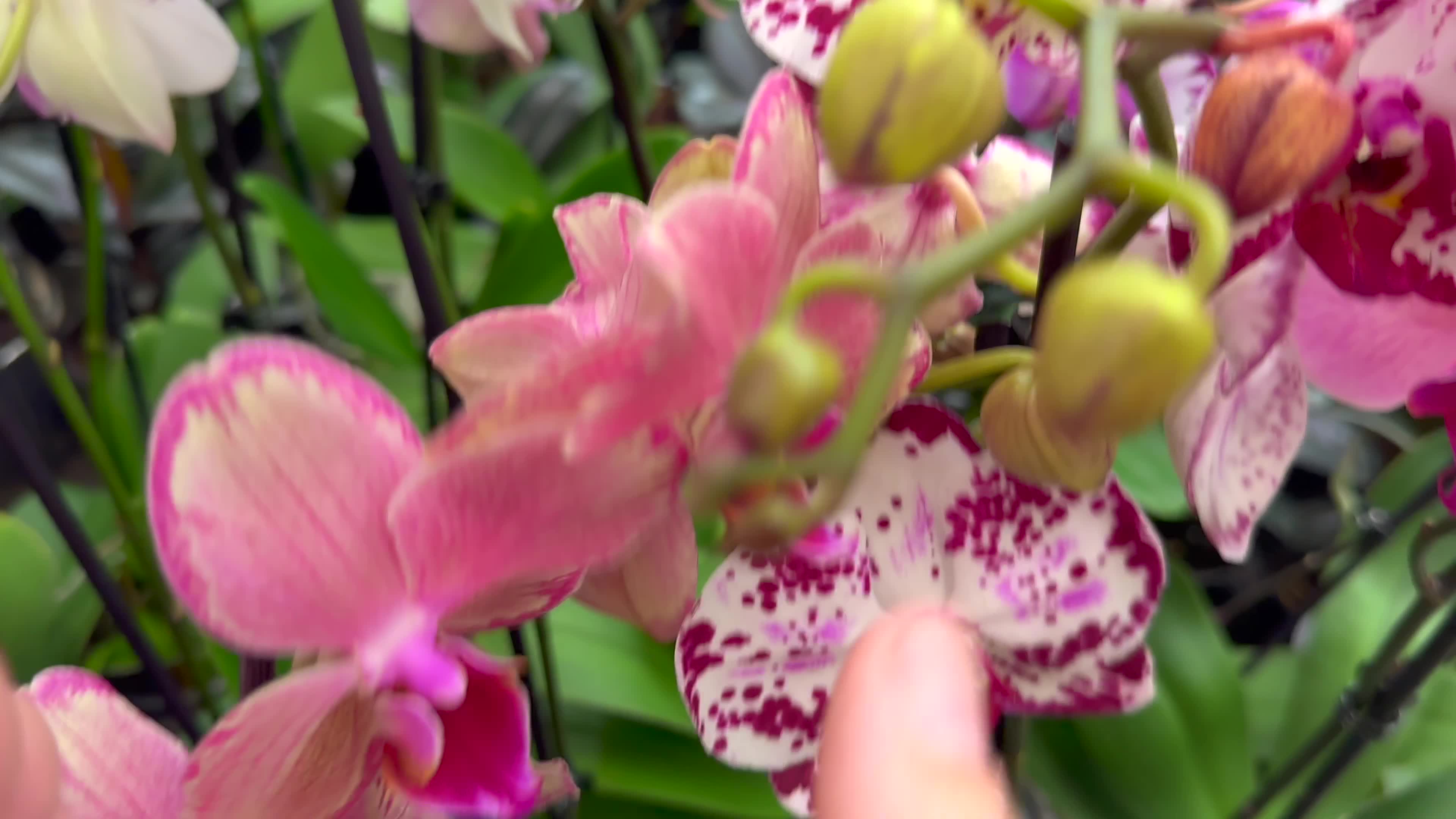 Горячевский орхидеи видео. Орхидея природная sanderiana.. Vanda sanderiana (Purple form) Ch-16807 Orquídeas Vanda, Orq.