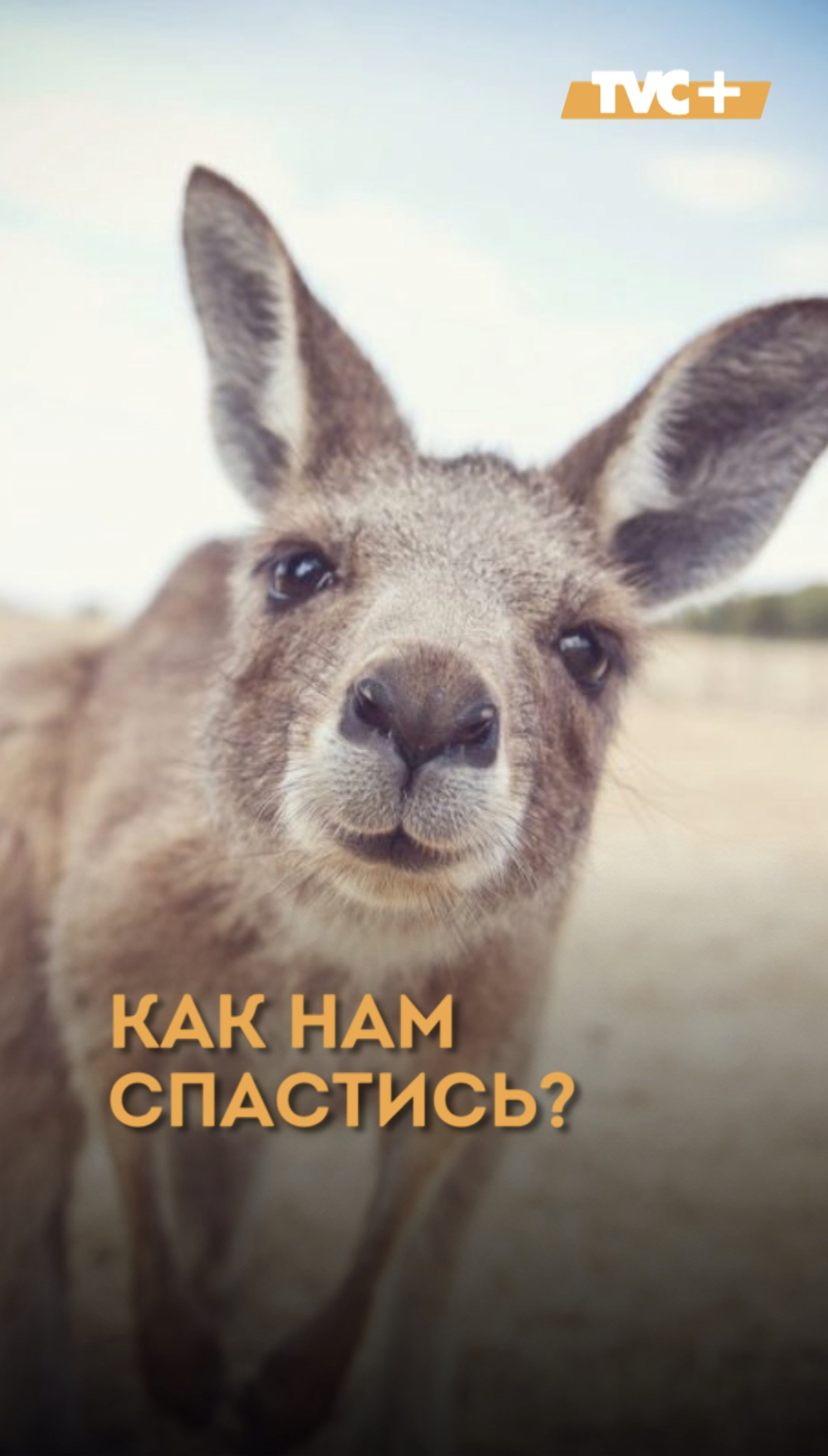 Кингуров. Кенгуру анфас. Кенгуру морда. Забавный кенгуру. Милые кенгуру.