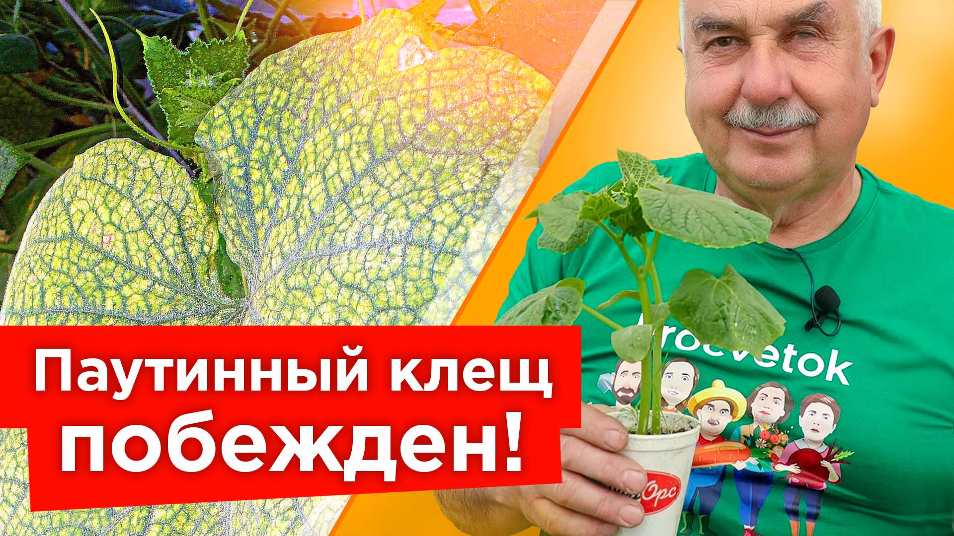 Фитоверм от паутинного клеща на огурцах. Паутинный клещ tetranychus telarius. Паутинный клещ на листьях огурцов. Чем обработать рассаду огурцов от паутинного клеща. Тля трипсы.