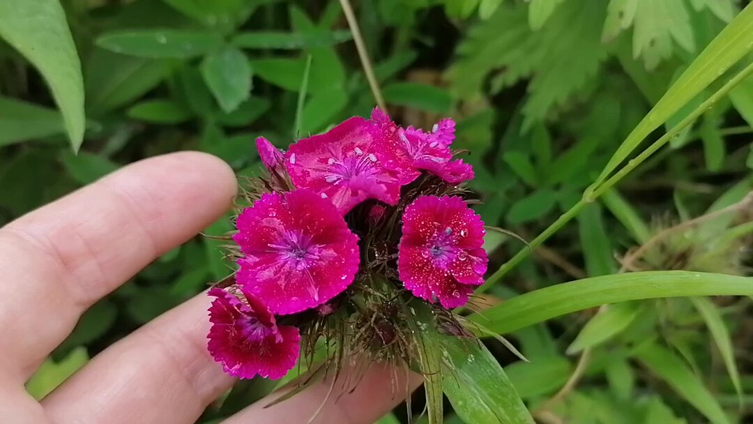 Dianthus tymphresteus