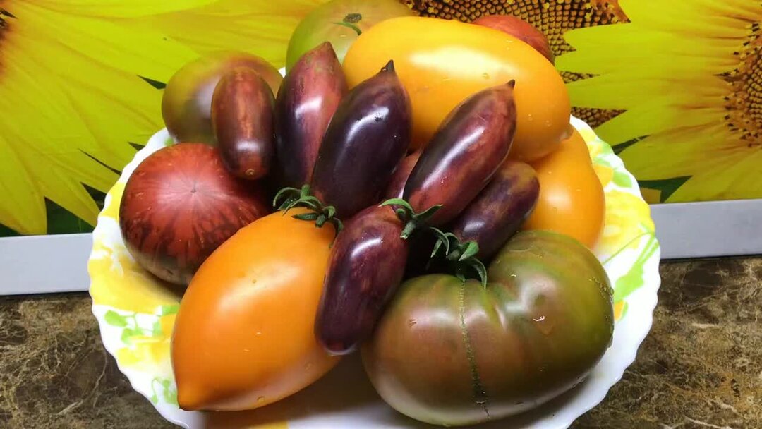 помидоры 2023