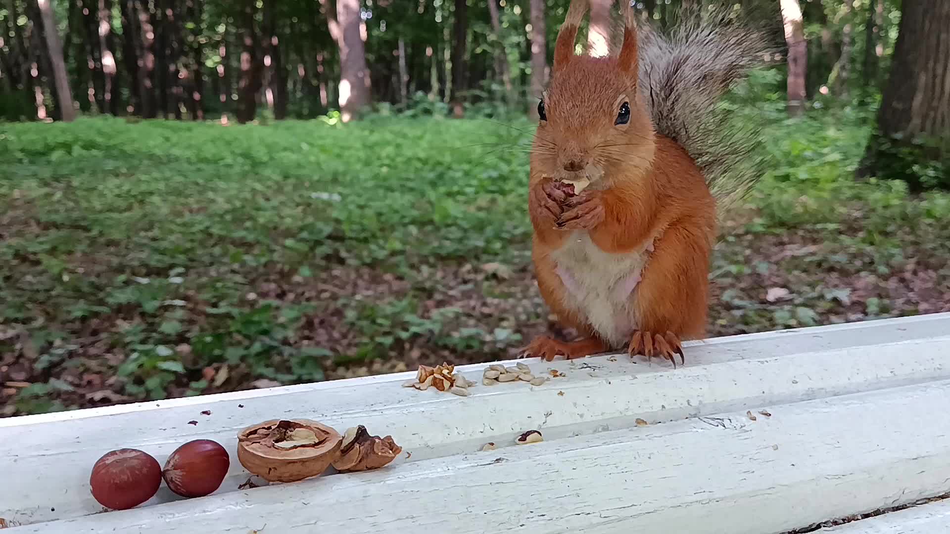 Белка с орехом