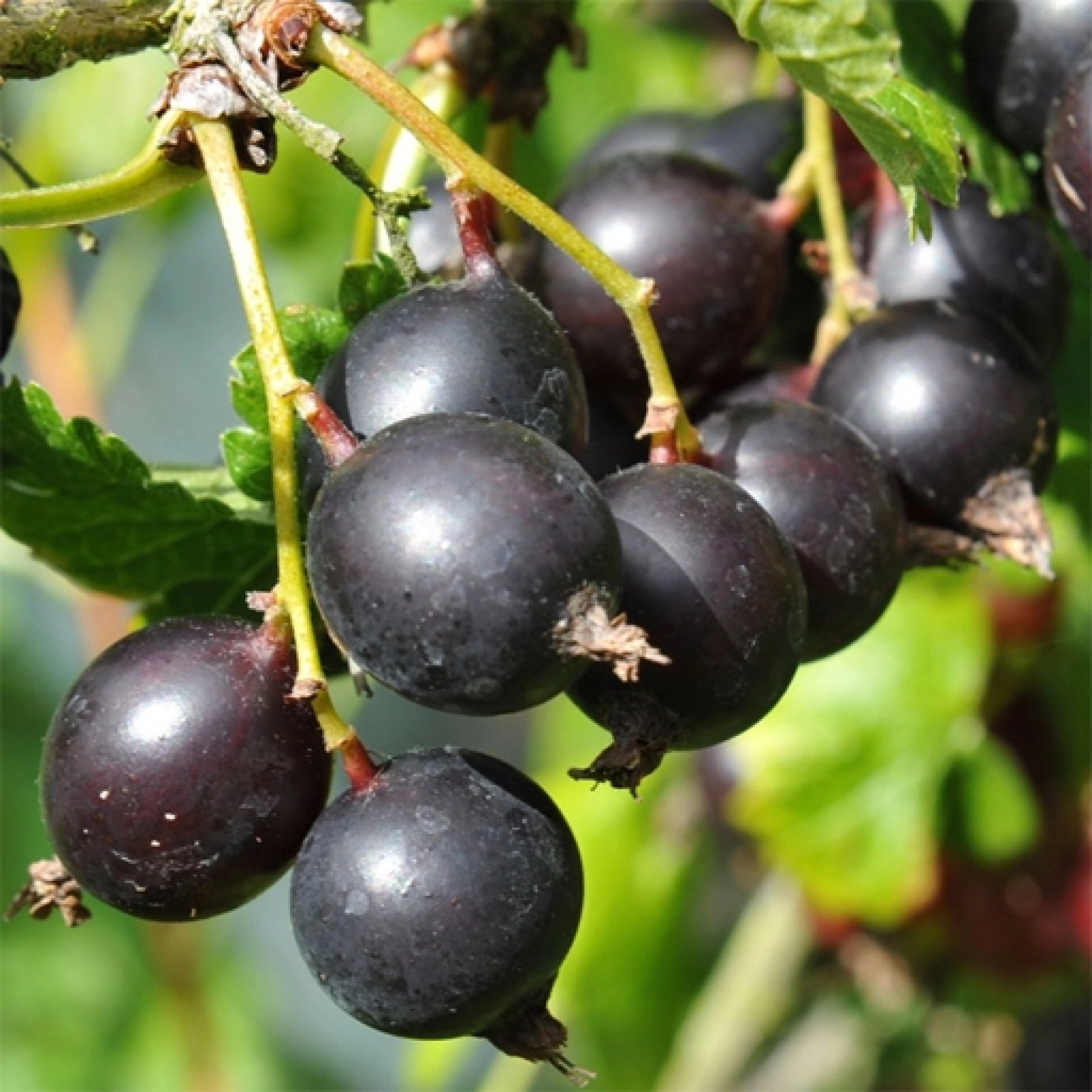 Йошта ягода. Йошта куст с ягодами. Смородина йошта. Йошта моро. Саженцы смородина литвиновская.