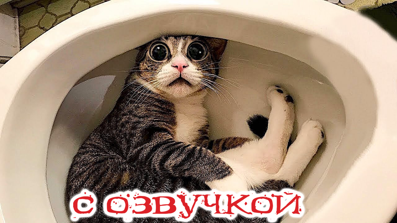 приколы с котами и собаками до слёз