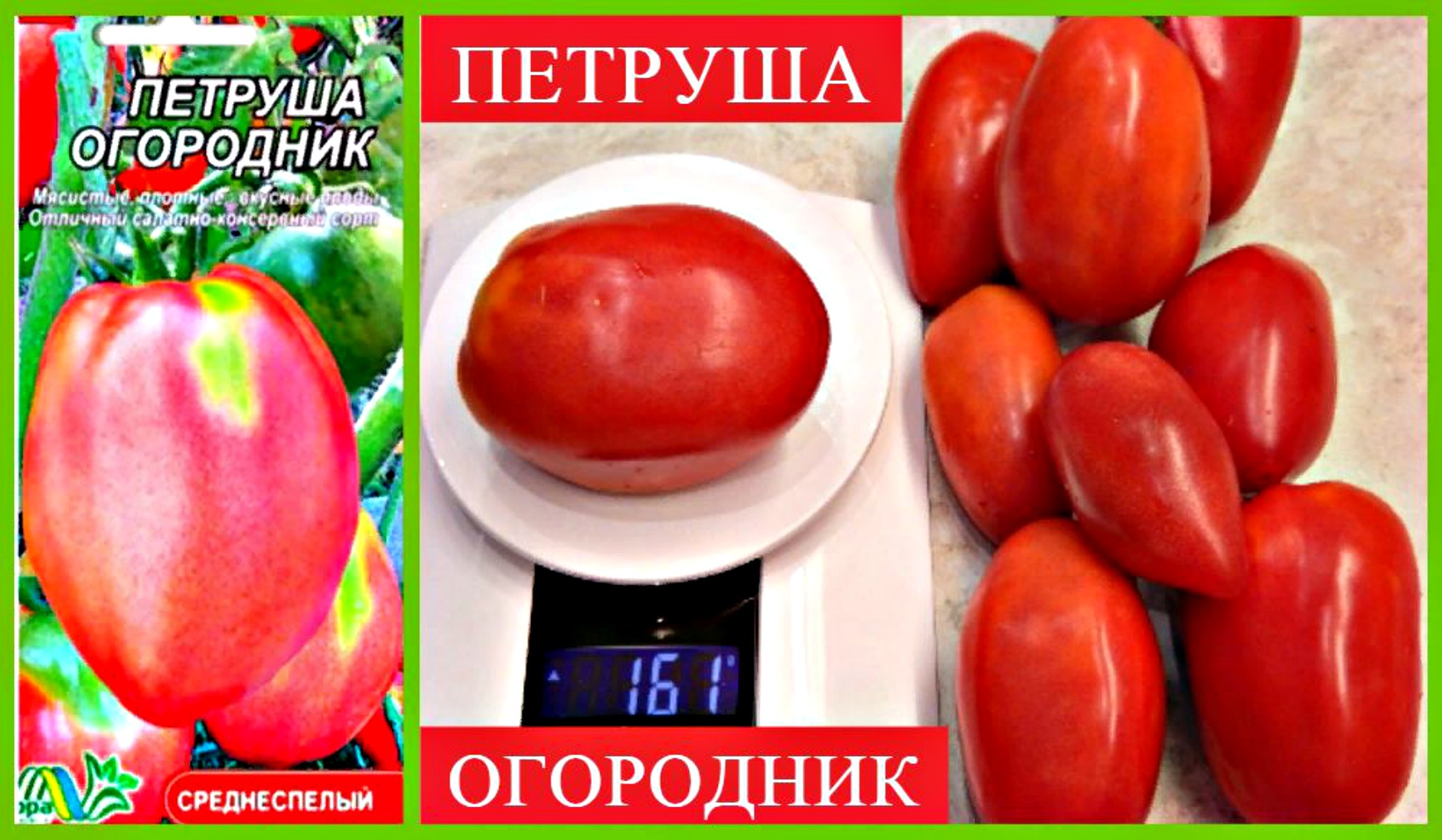 Сорт томатов петруша огородник фото и описание. Сорт помидор Петруша огородник. Томат Петруша огородник. Помидоры Петруша огородник фото. Томат Петруша огородник Сибирский сад.