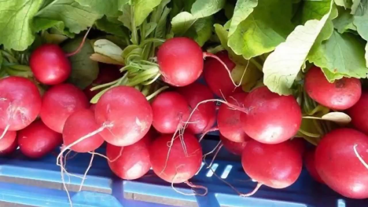 Редис сорта отзывы. Редис дуро краснодарское описание. Редис селеста семена. Сорт редиса черриэт. Краснодарская дуро семена редиска.