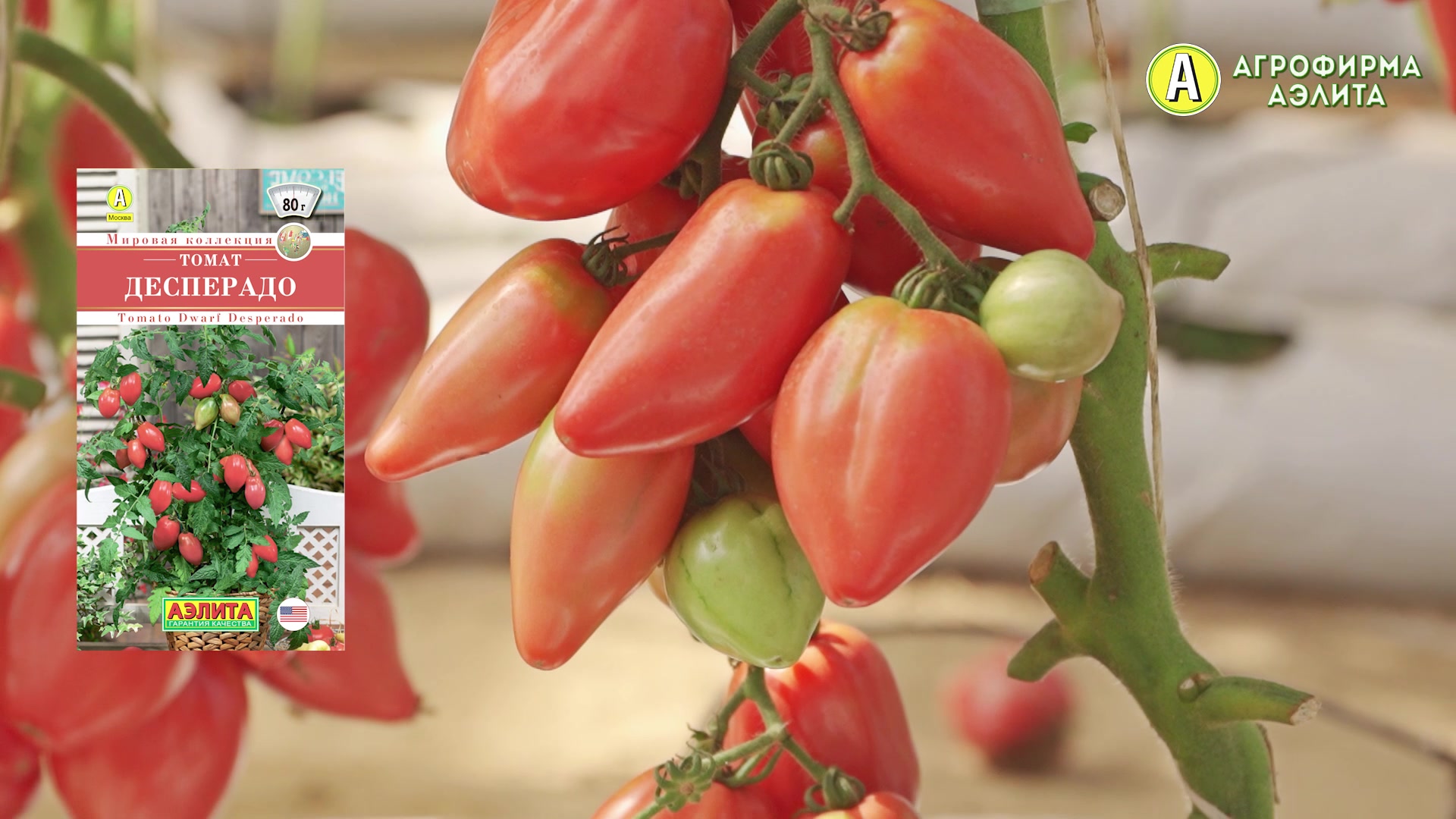 Гном десперадо томат описание. Томаты десперадо описание сорта. Томаты десперадо описание сорта. Десперадо томат описание. Томат отчаянный десперадо.