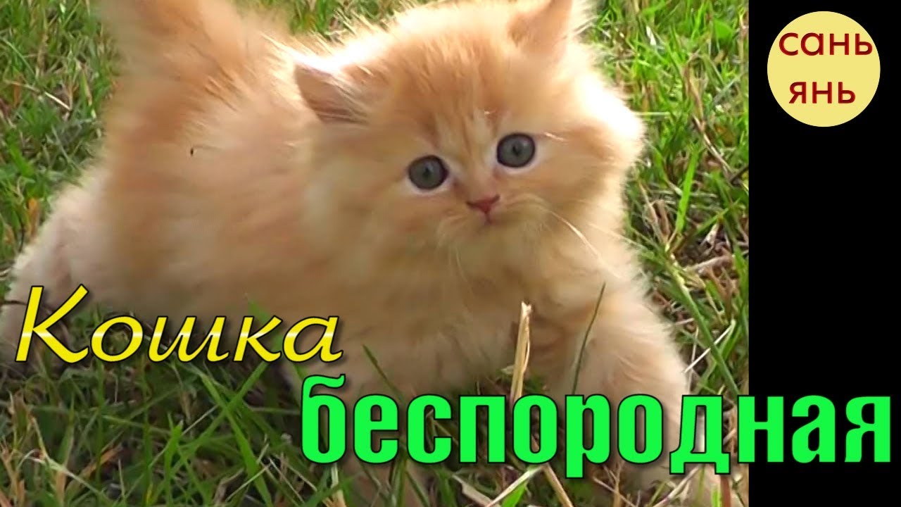 Кошка беспородная картинки к песне