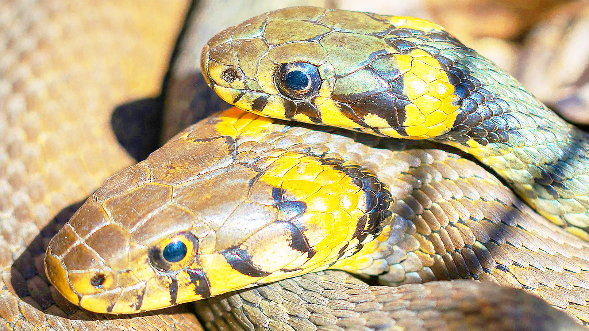 Ютубе уж. Обыкновенный уж меланист. Жылан кобра. Ютубе уж. Черная болотная гадюка.