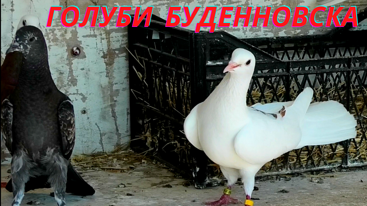 голуби астрахани