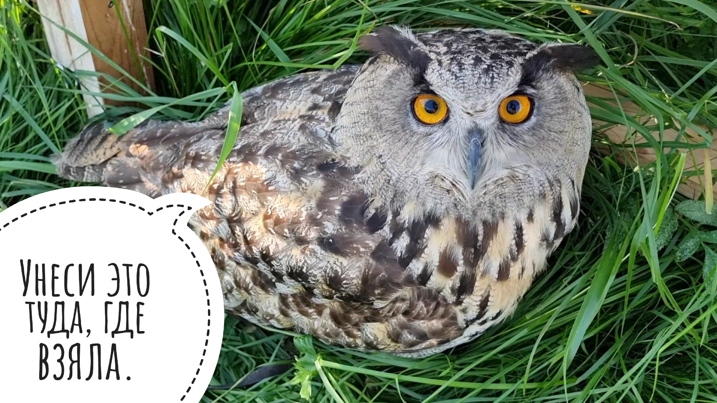 Букля гарри поттер. Имя для совы. Красивый имена для совушек. Люди которые совы. Неотропические совы.