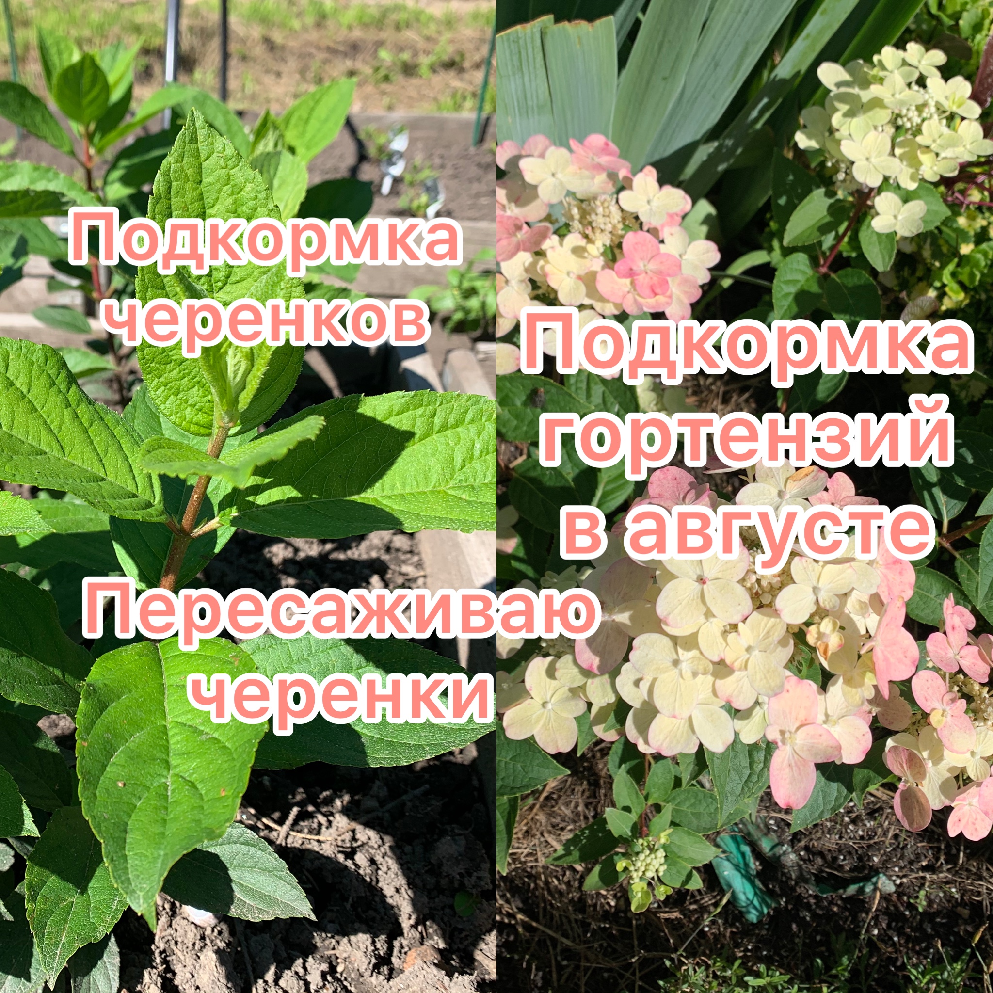 Подкормка гортензий в августе и сентябре. Подкормка гортензий в августе и сентябре. Подкормка гортензий в августе и сентябре. Подкормка гортензий в августе и сентябре. Подкормка гортензии.