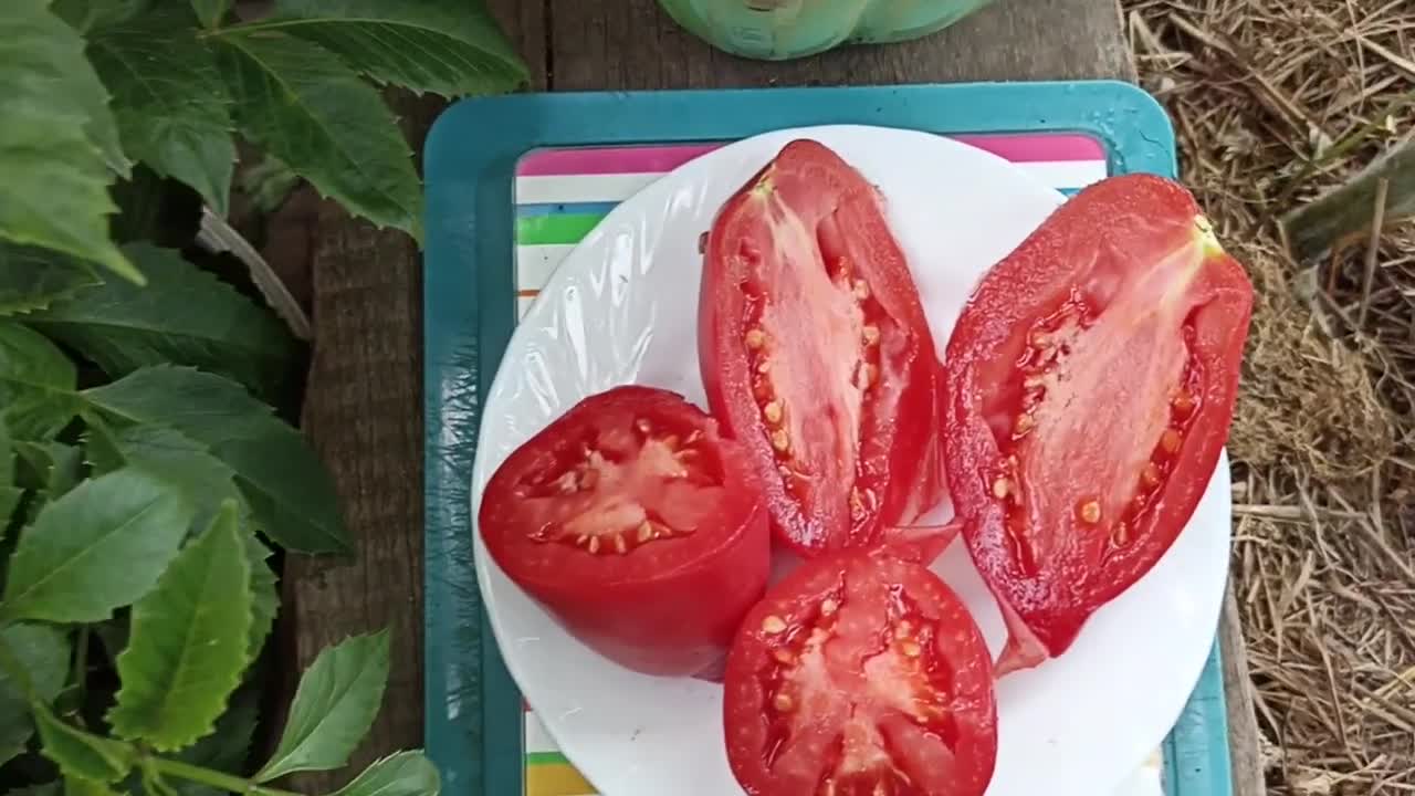 Минусинские стаканы фото. Минусинские томаты. Минусинские томаты дегустация. Томат Минусинские стаканы. Минусинские коллекционеры томатов.