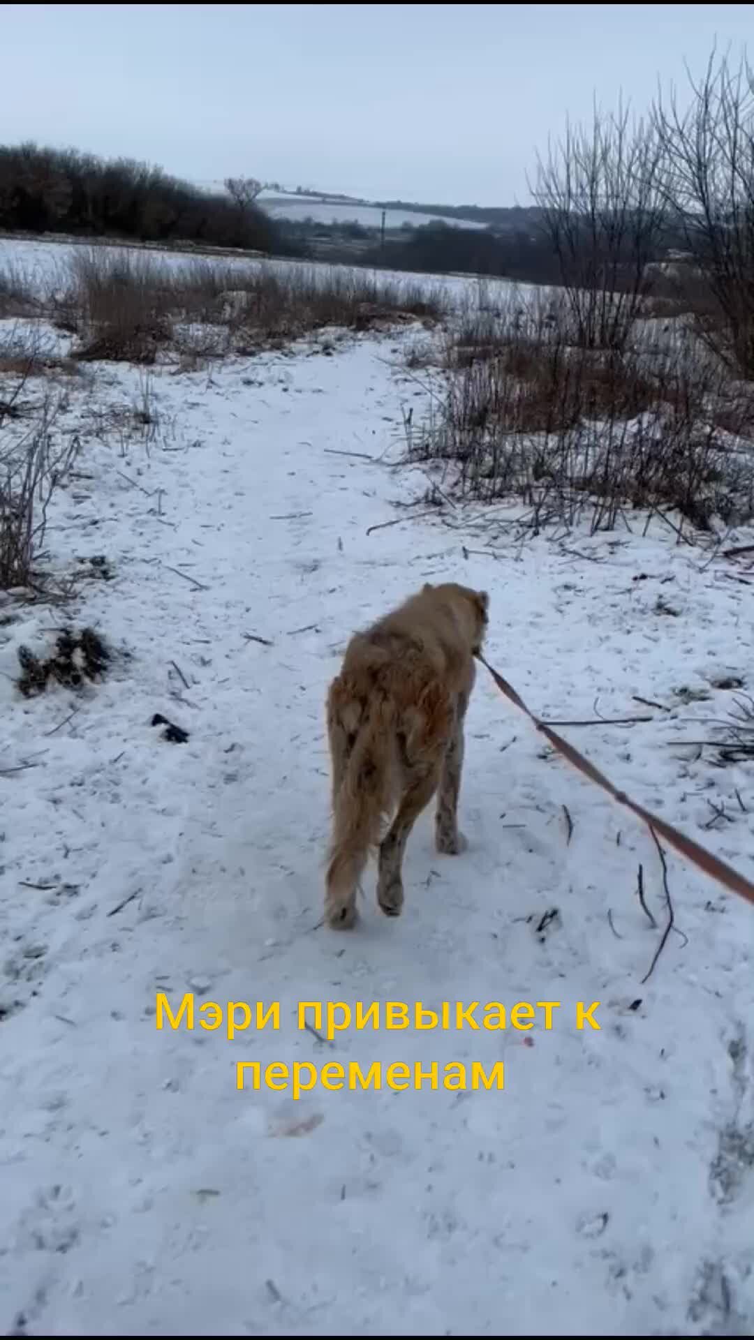 Право Жить Курск | Новая девочка алабай Мэри.Карта СБ 2202 2003 0899 5750  на имя Влады Владимировны Д. | Дзен