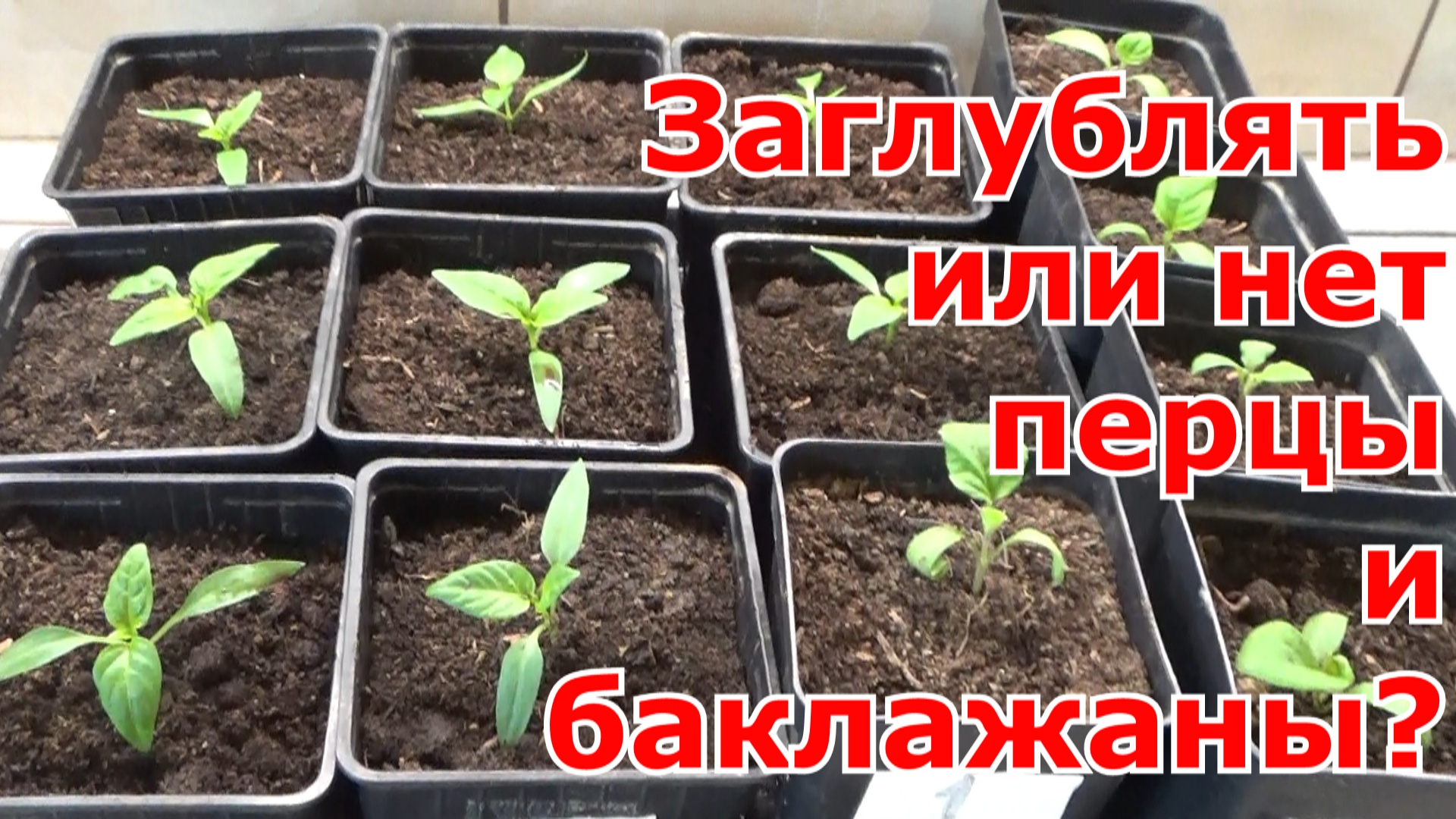 Можно ли заглублять рассаду перца при посадке. Пикировка баклажанов. Пикирование рассады помидор. Пикирование рассады что это. Пикировка перца.