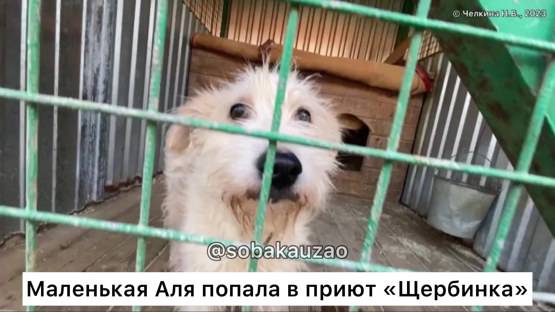 Приют алей