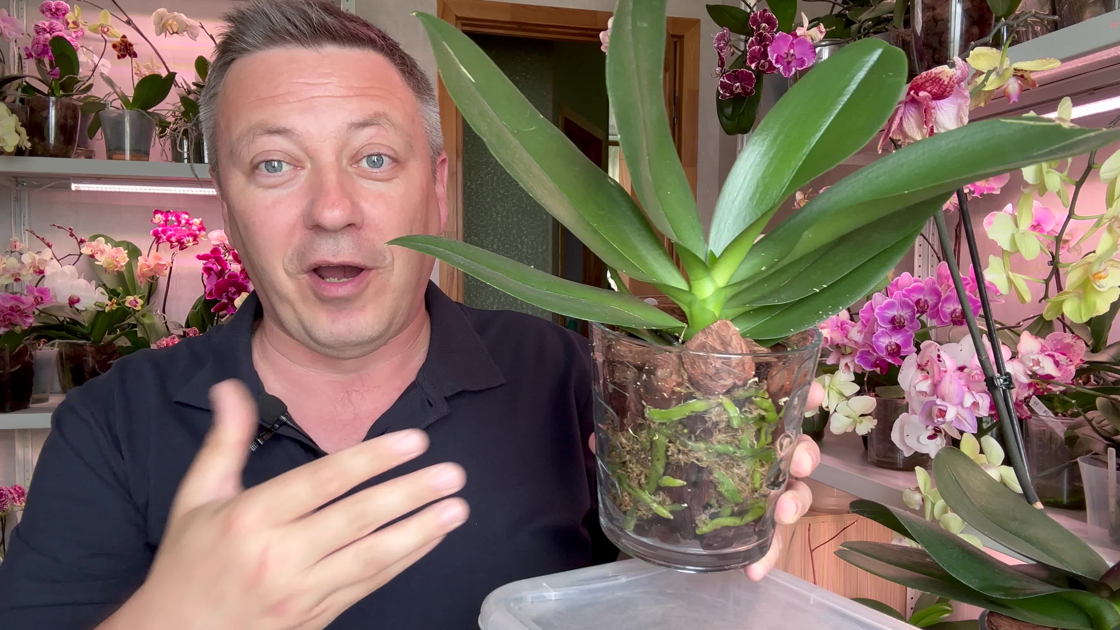 корни орхидей горячевский