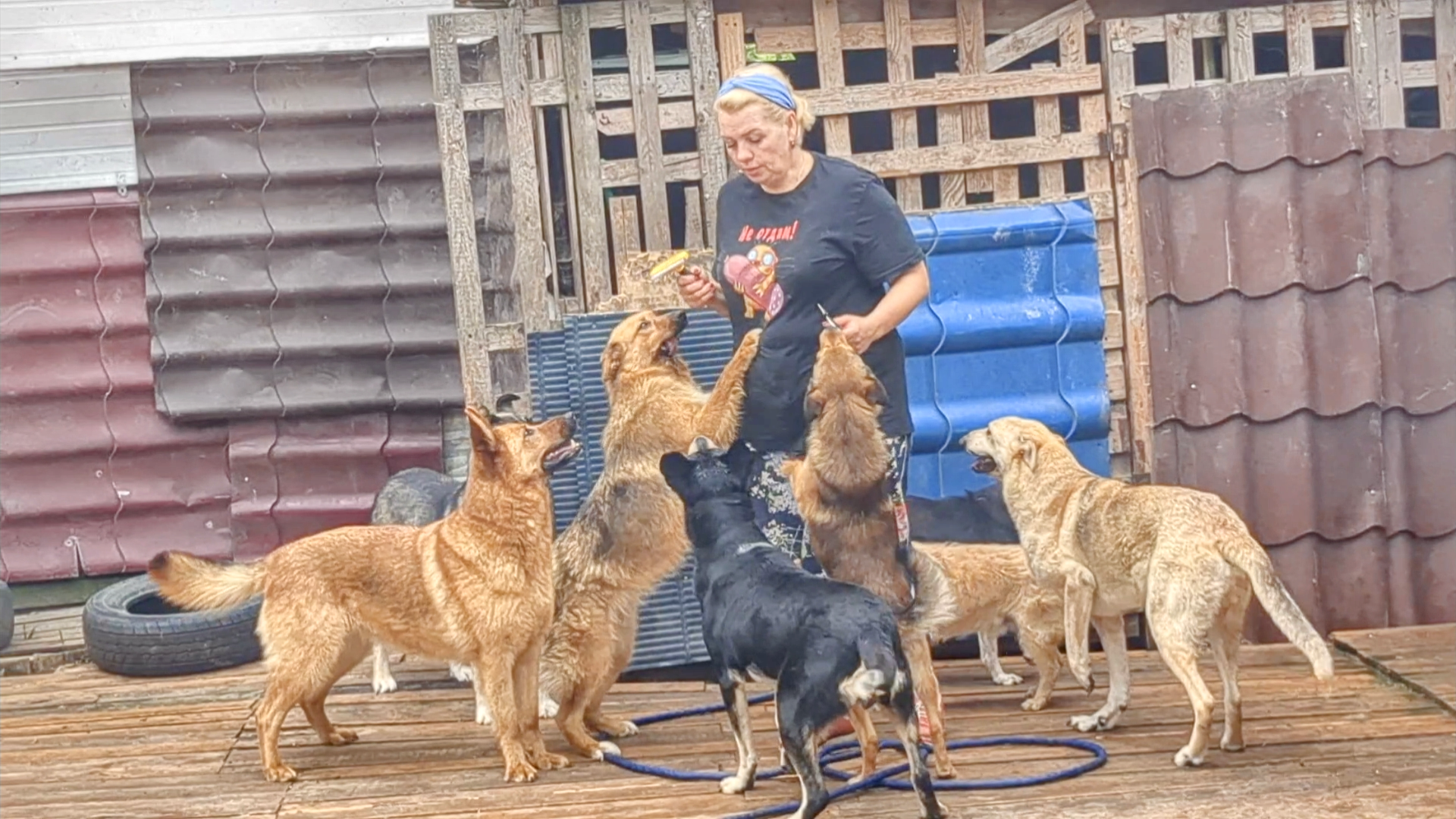 фото приют ковчег калининград. приют ковчег калининград видео сегодня. приют ковчег калининград видео сегодня. фото волонтеры в приюте ковчег. приют ковчег овчар генри где.