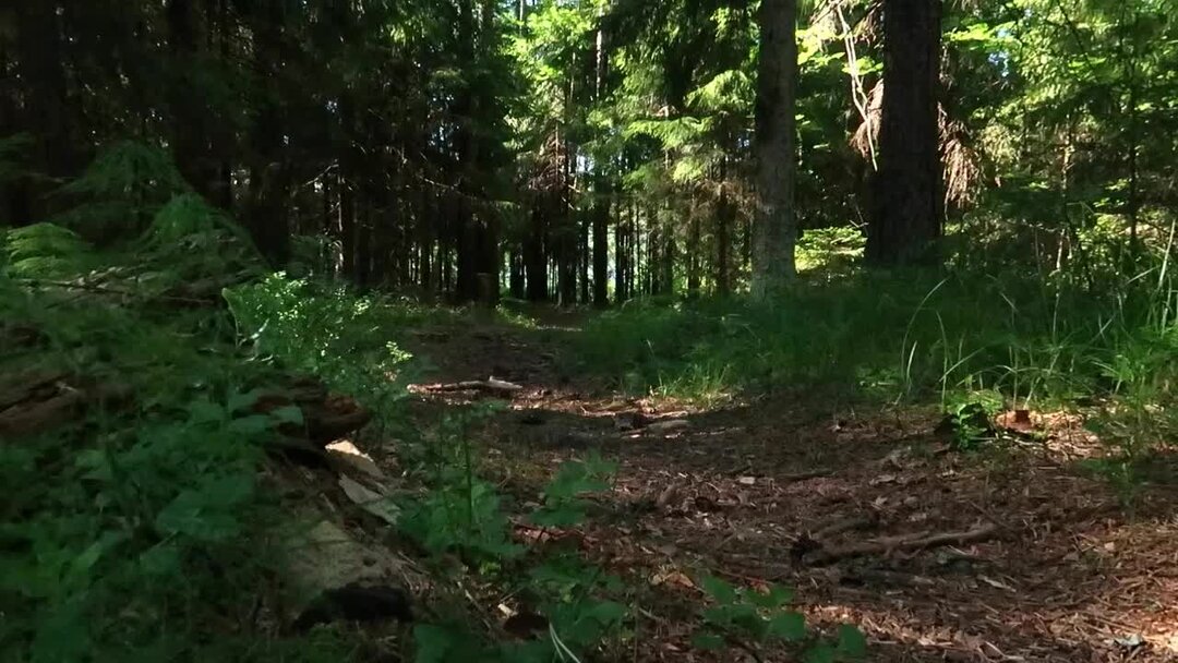 План похода в лес