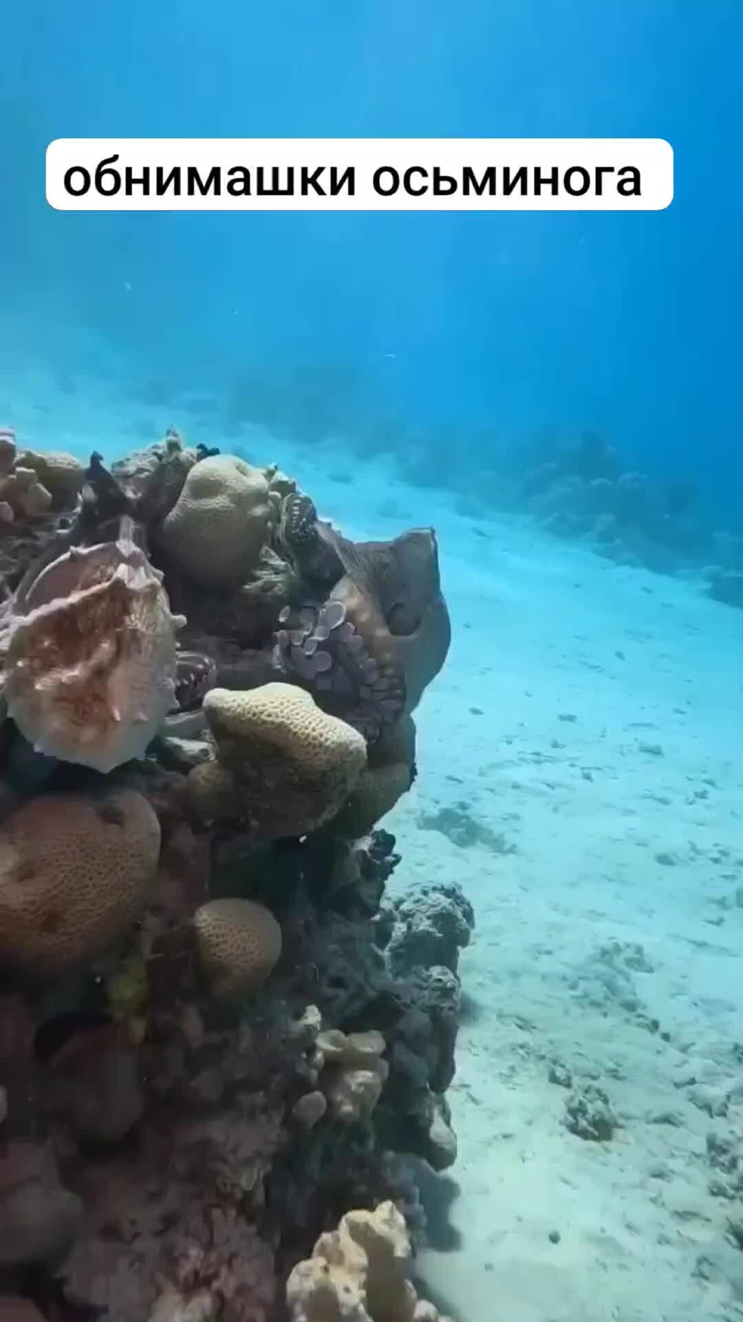 Карта рифов шарм эль шейха