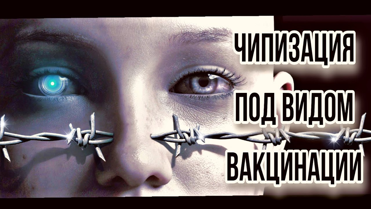 Шприц для введения чипа. Место чипирования собаки. Вакцинация после чипирования. Чипирование животных. Игла для чипирования собак.