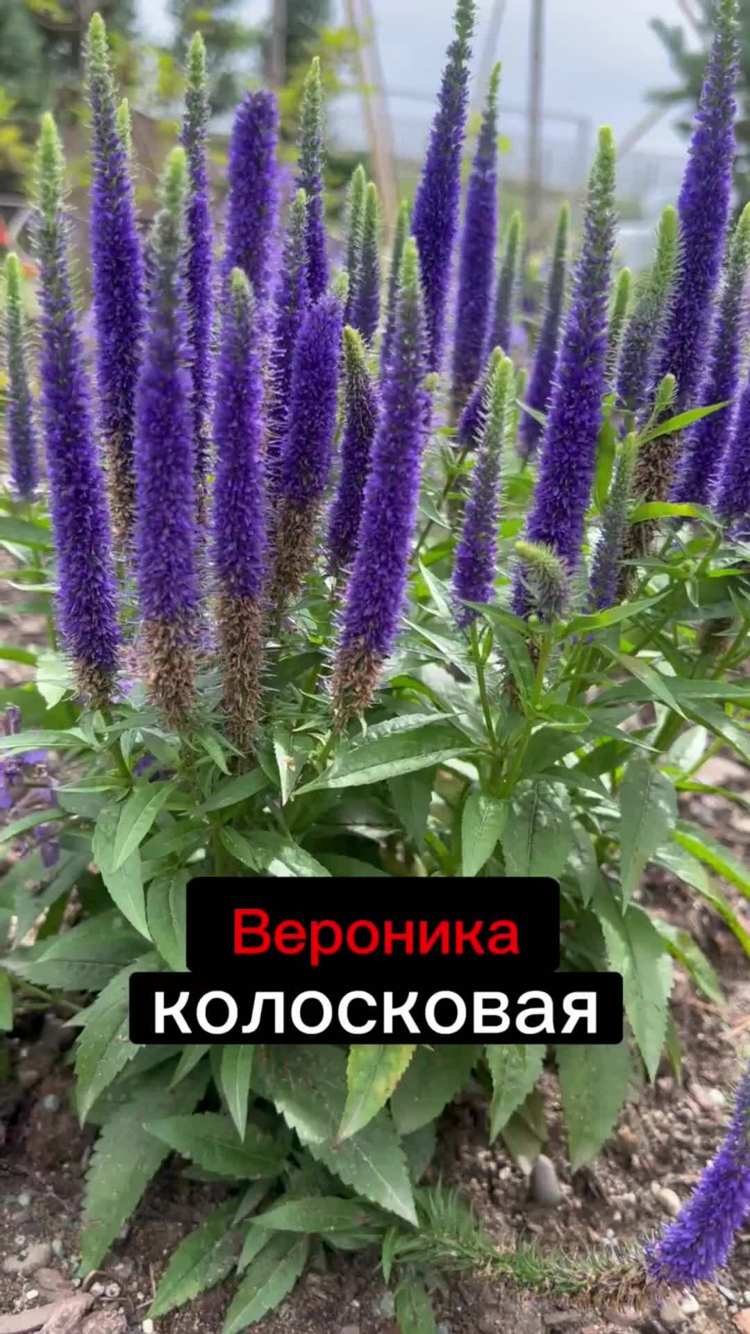 Цветок вероника