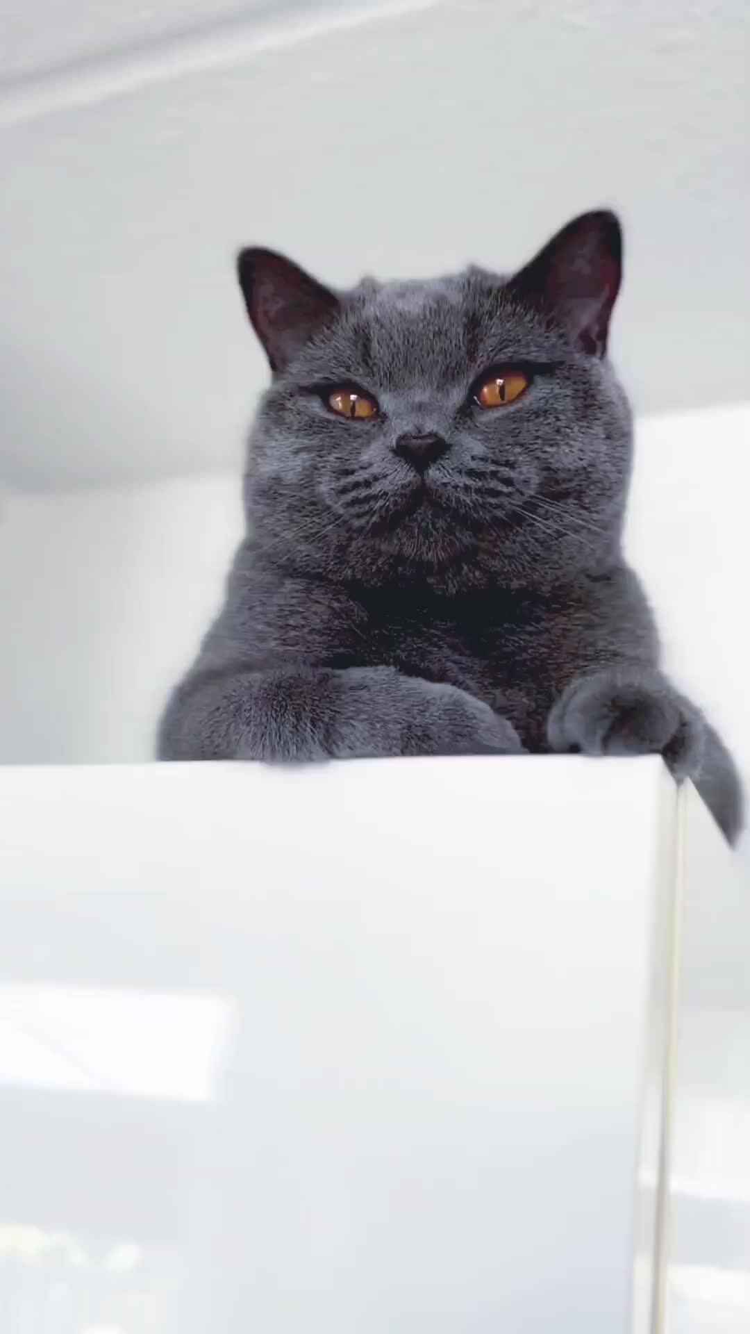 питомник silvery snow