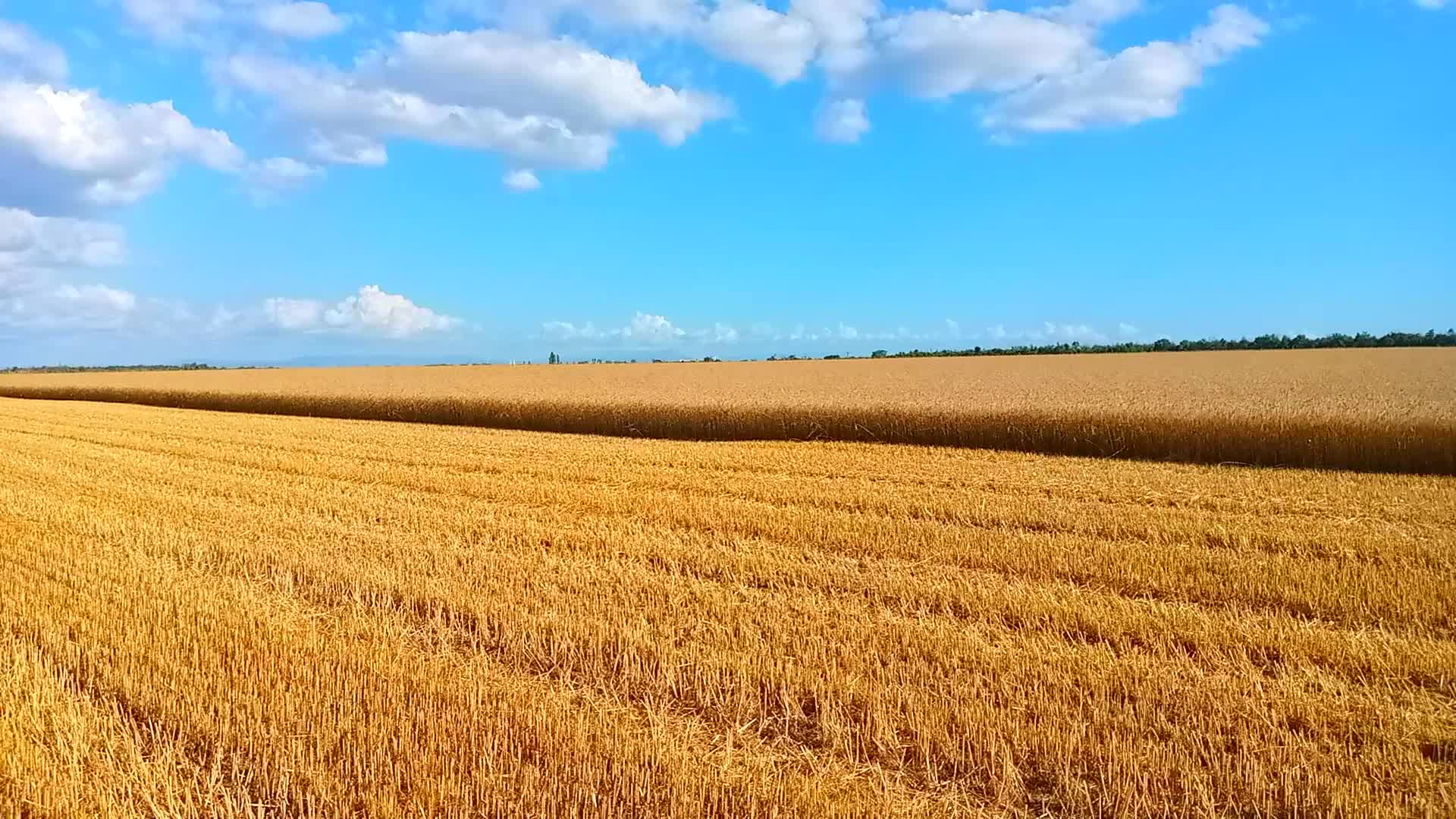 Погода золотом поле на 10 дней. Шишкин пшеничное поле. Пшеничное поле Марий Эл. Золотистые поля.