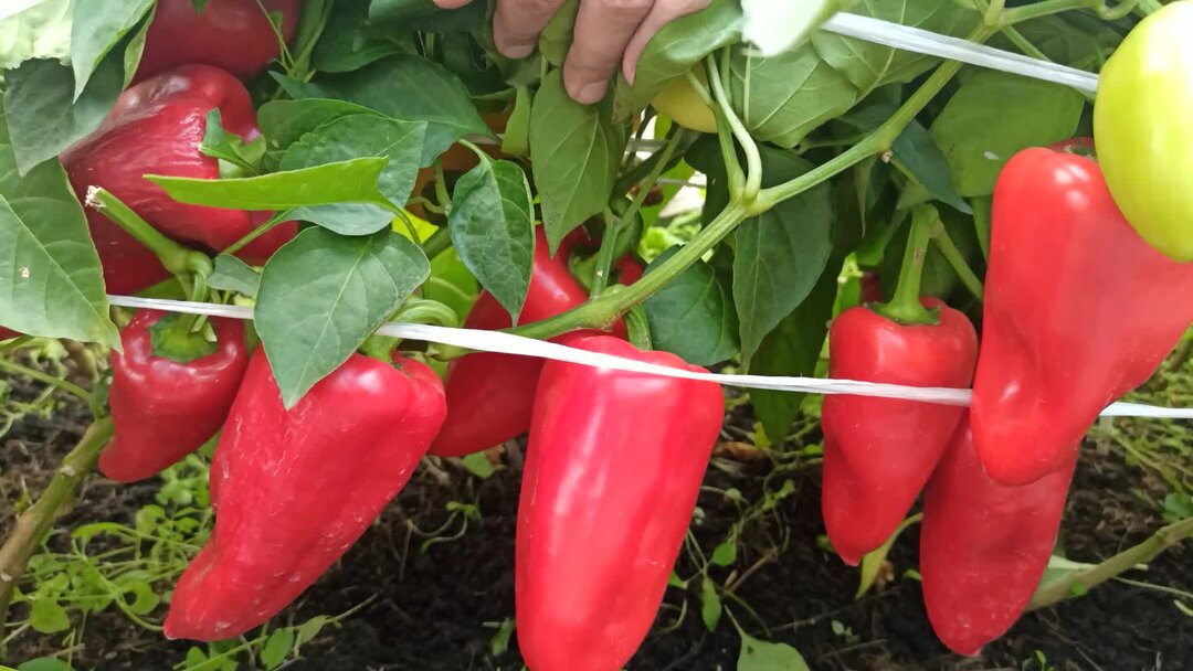 Самый урожайный перец для теплиц. Вершинка на перцах. Перец тепличный. Перец сладкий мандаринчик. Перец барсик описание сорта фото отзывы.