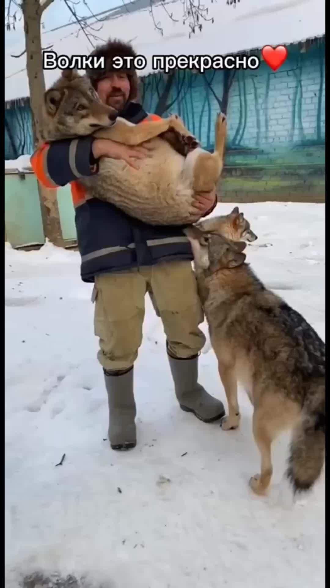 Волк и волчица - 90 фото