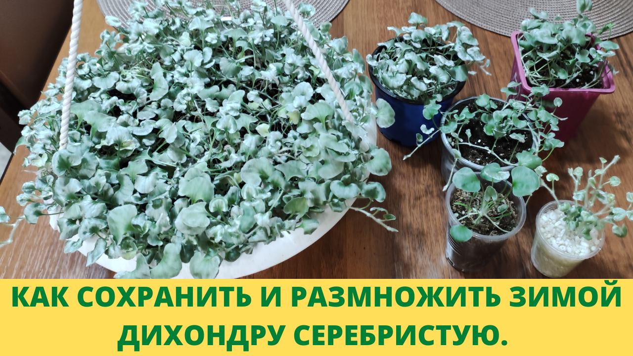 Как сохранить дихондру зимой Как сохранить дихондру зимой