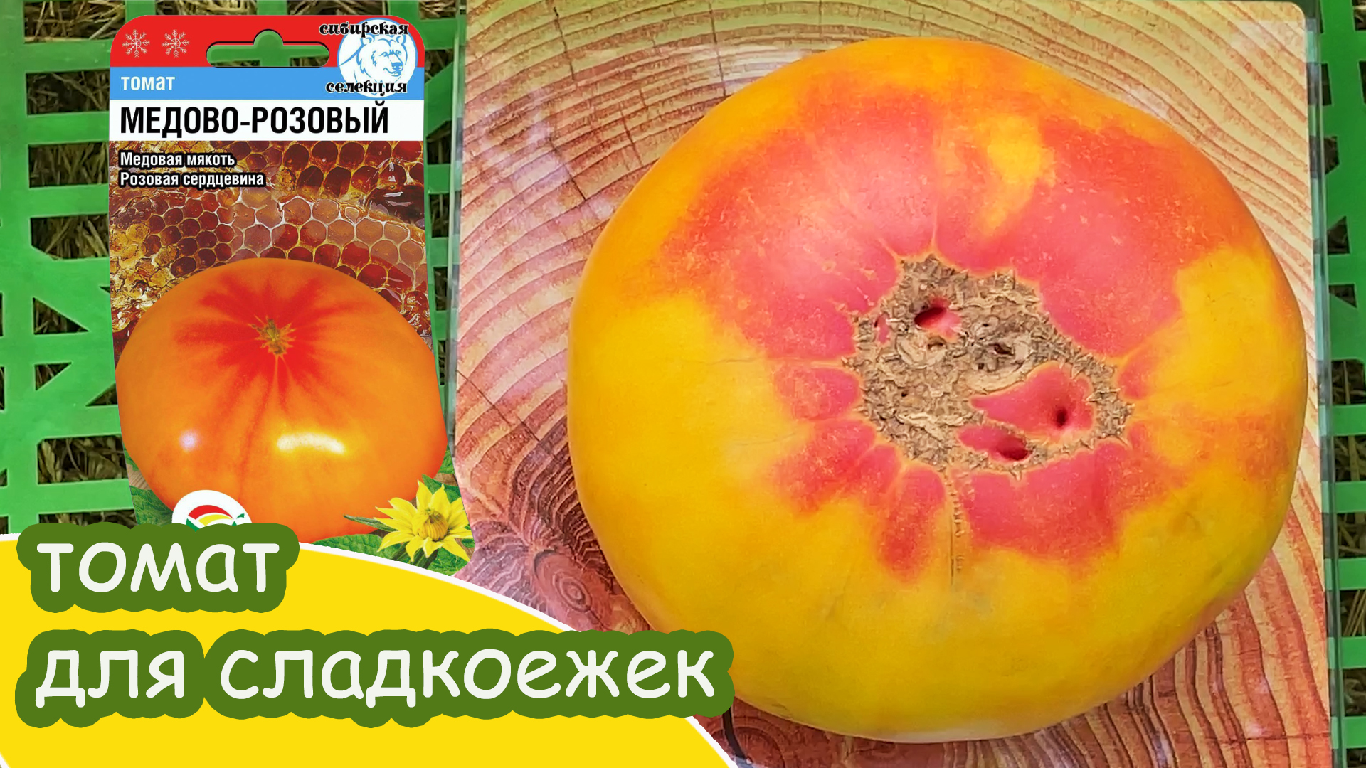 томат медовый толстопуз