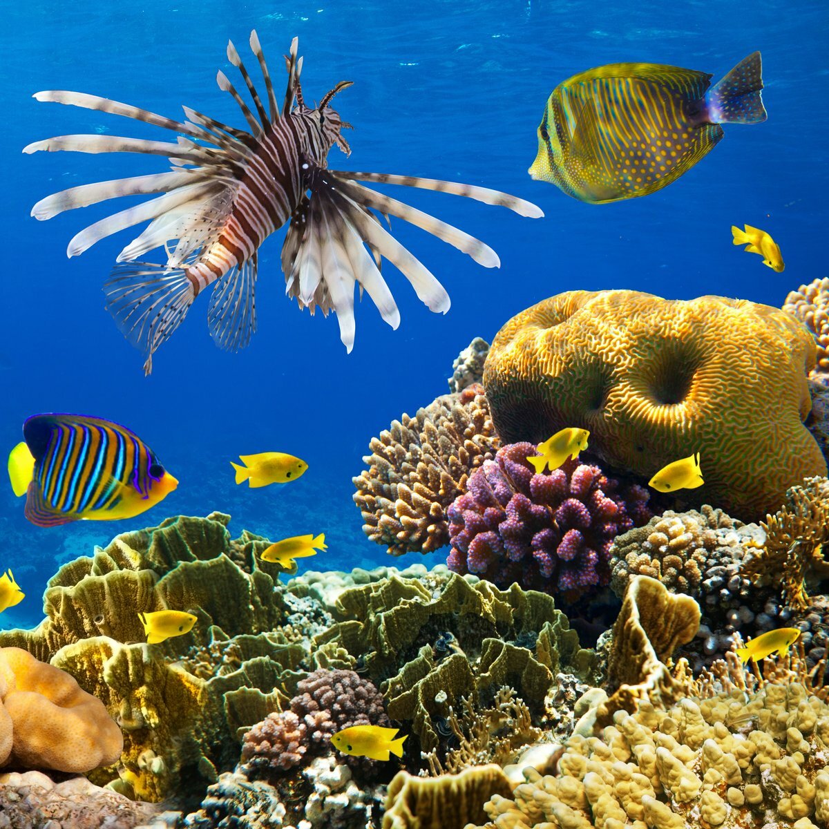 Красное море риф Шарм Эль Шейх